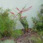 Grev Dryandri ssp dasycarpa red gr